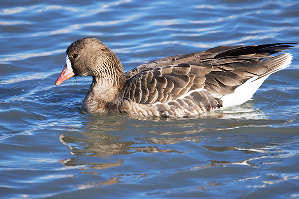 Greater White-fronted Geese  Anser albifrons