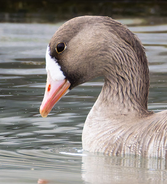 Greater White-fronted Geese  Anser albifrons