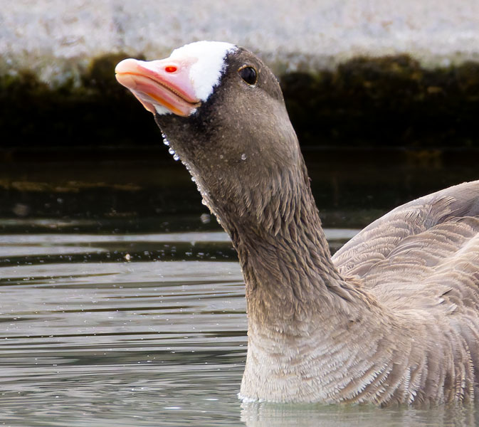 Greater White-fronted Geese  Anser albifrons