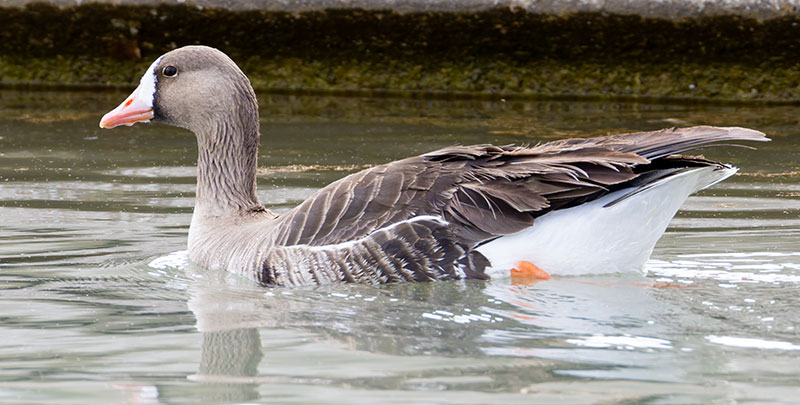Greater White-fronted Geese  Anser albifrons