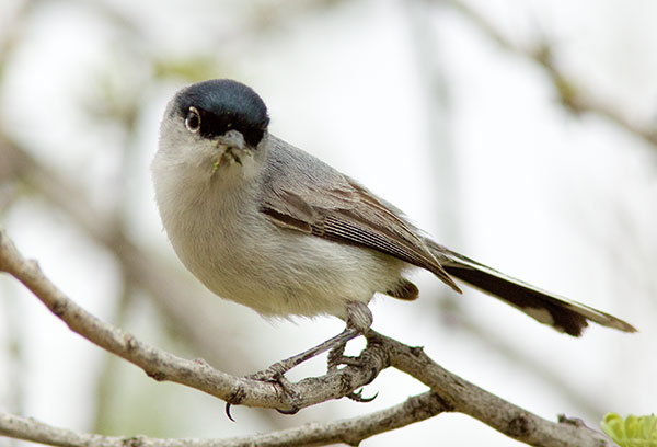 Black-tailed Gnatcatcher Polioptila melanura 