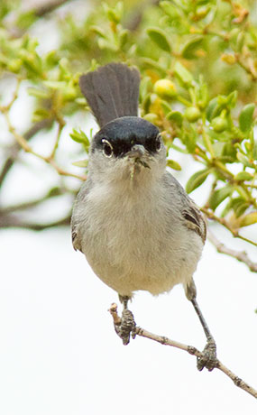 Black-tailed Gnatcatcher Polioptila melanura 