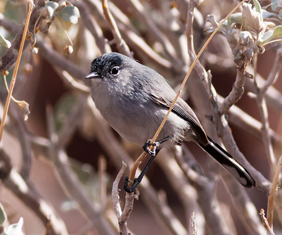 Black-tailed Gnatcatcher Polioptila melanura 