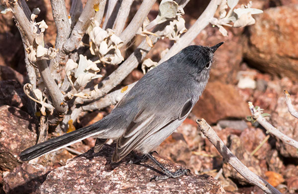 Black-tailed Gnatcatcher Polioptila melanura 