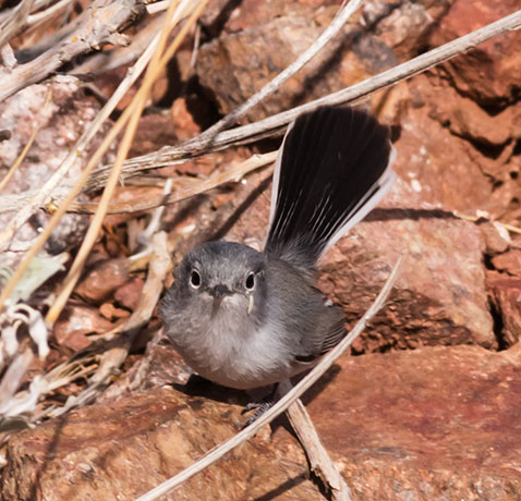 Black-tailed Gnatcatcher Polioptila melanura 
