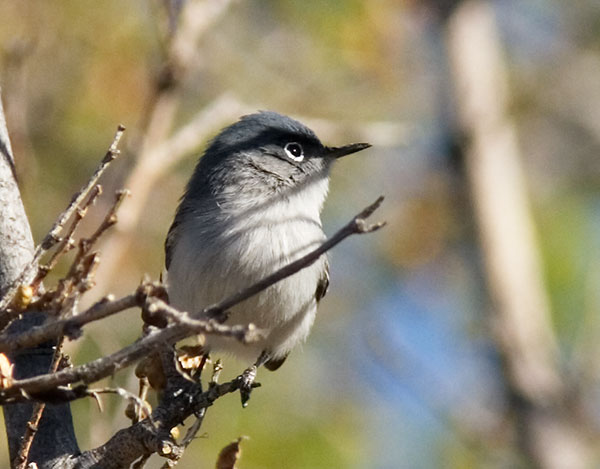 Blue-gray Gnatcatcher Polioptila caerulea