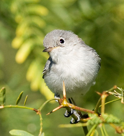 Blue-gray Gnatcatcher Polioptila caerulea
