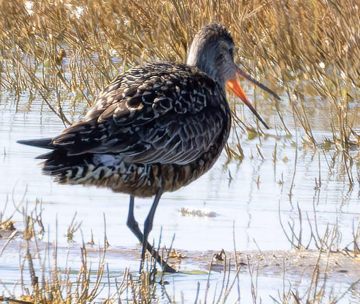 Hudsonian Godwit Limosa haemastica