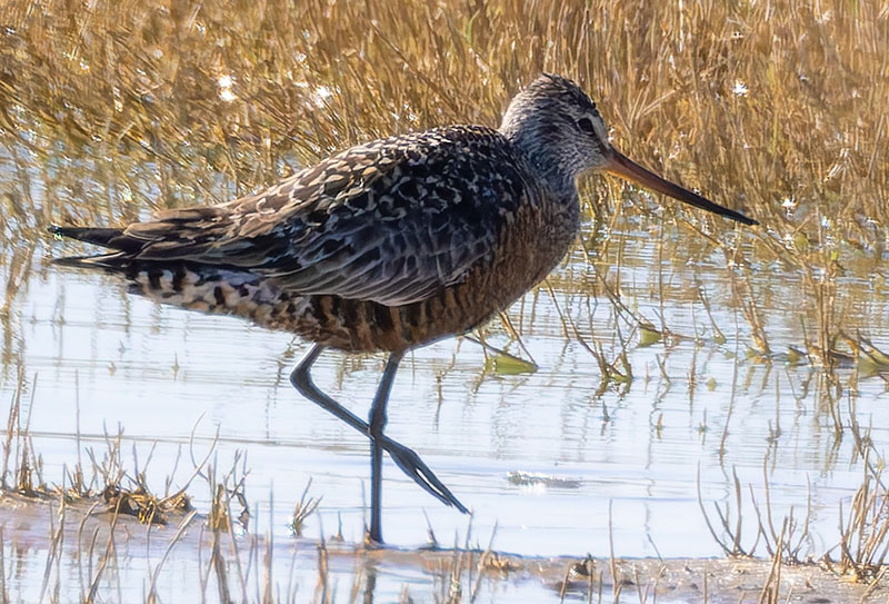 Hudsonian Godwit Limosa haemastica