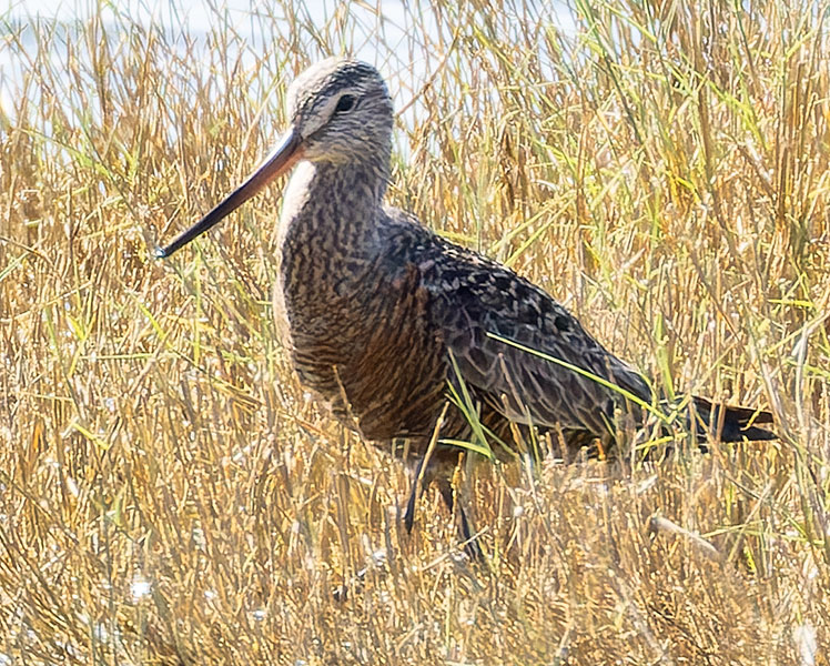 Hudsonian Godwit Limosa haemastica