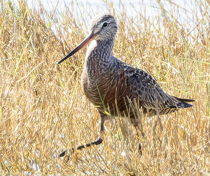 Hudsonian Godwit Limosa haemastica