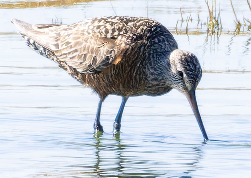Hudsonian Godwit Limosa haemastica