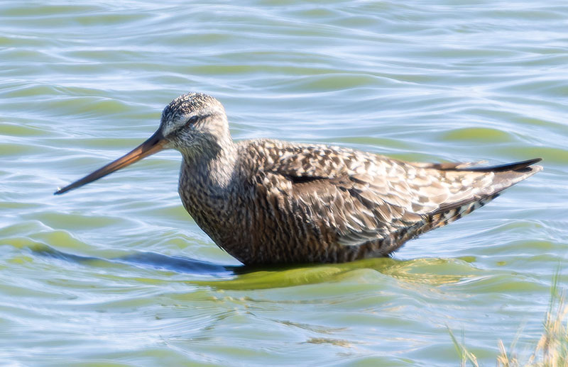 Hudsonian Godwit Limosa haemastica
