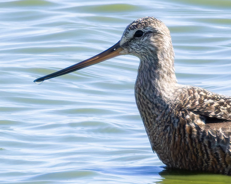Hudsonian Godwit Limosa haemastica