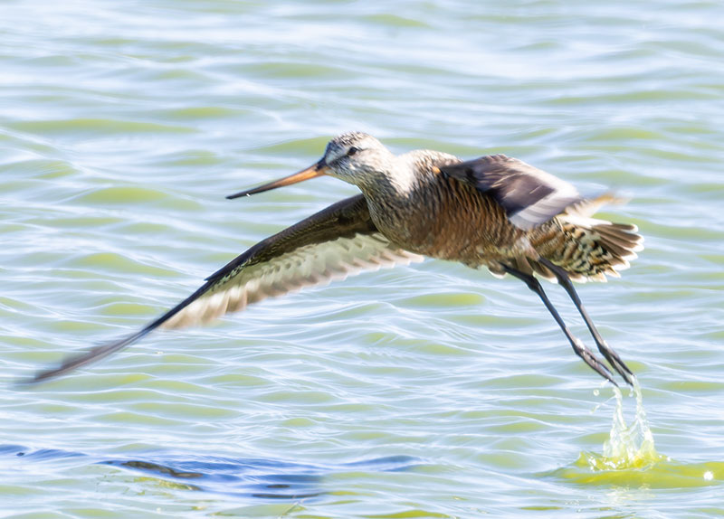 Hudsonian Godwit Limosa haemastica