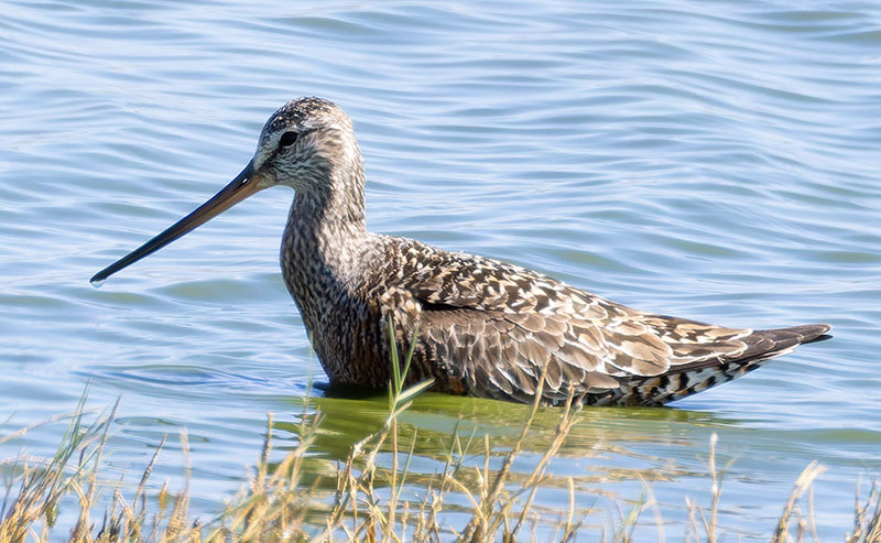 Hudsonian Godwit Limosa haemastica