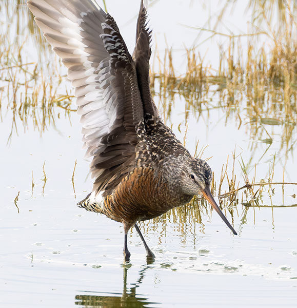 Hudsonian Godwit Limosa haemastica