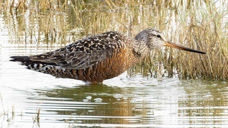 Hudsonian Godwit Limosa haemastica