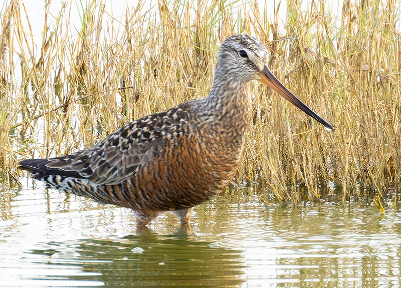 Hudsonian Godwit Limosa haemastica