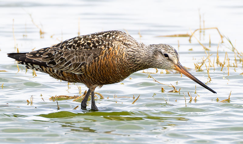 Hudsonian Godwit Limosa haemastica
