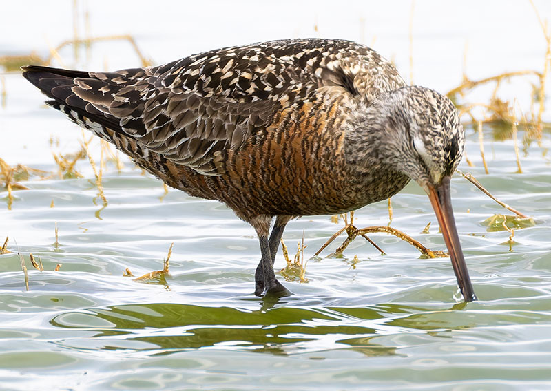 Hudsonian Godwit Limosa haemastica
