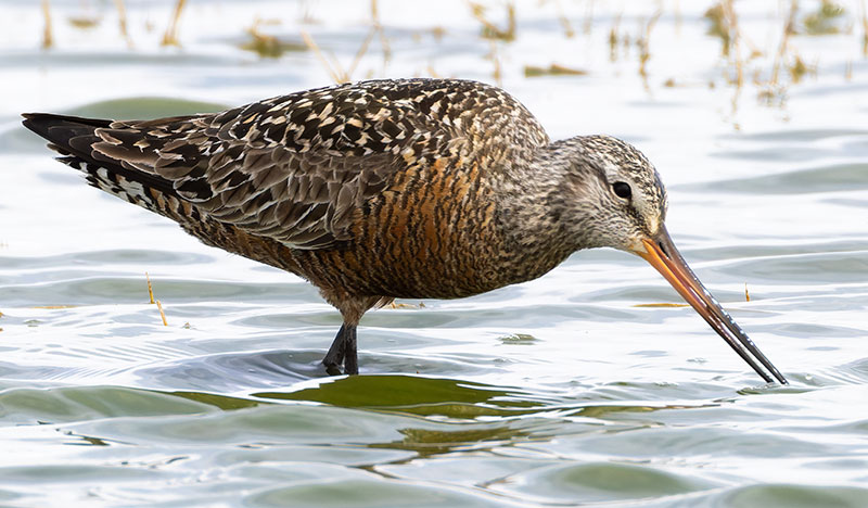 Hudsonian Godwit Limosa haemastica
