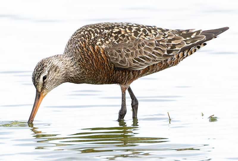 Hudsonian Godwit Limosa haemastica