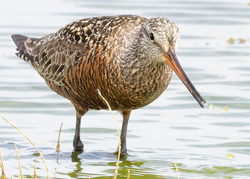 Hudsonian Godwit Limosa haemastica