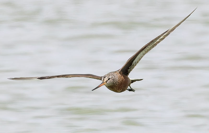 Hudsonian Godwit Limosa haemastica