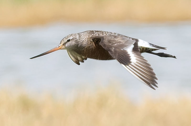 Hudsonian Godwit Limosa haemastica