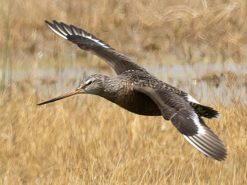 Hudsonian Godwit Limosa haemastica