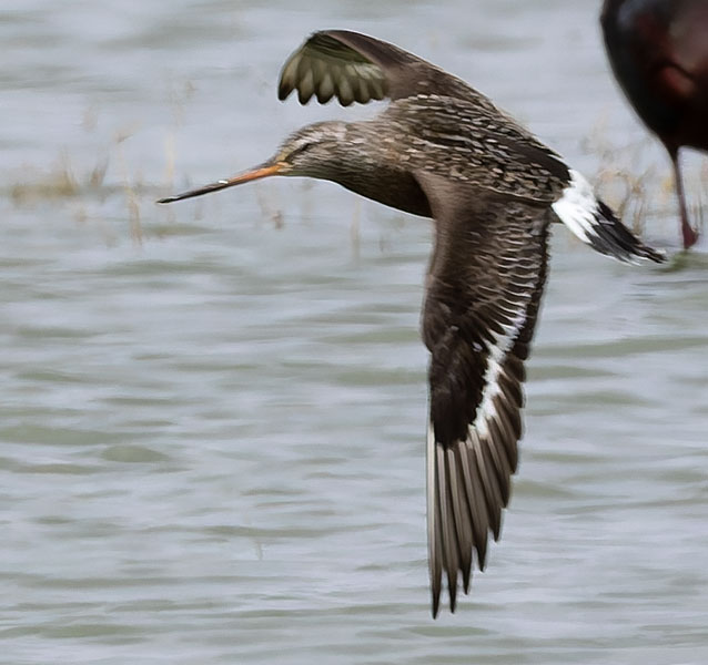 Hudsonian Godwit Limosa haemastica