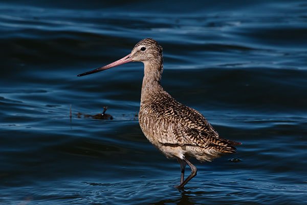 Marbled Godwit Limosa fedoa 
