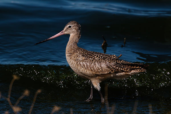 Marbled Godwit Limosa fedoa 
