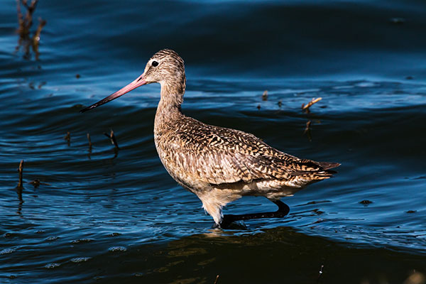 Marbled Godwit Limosa fedoa 