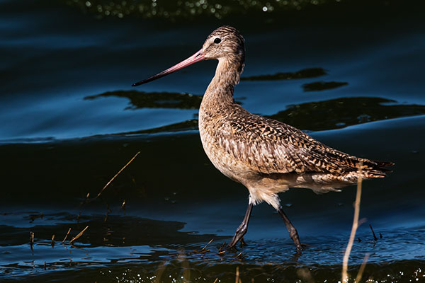 Marbled Godwit Limosa fedoa 