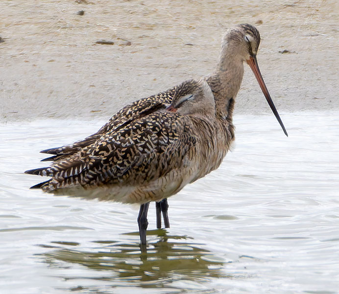 Marbled Godwit Limosa fedoa