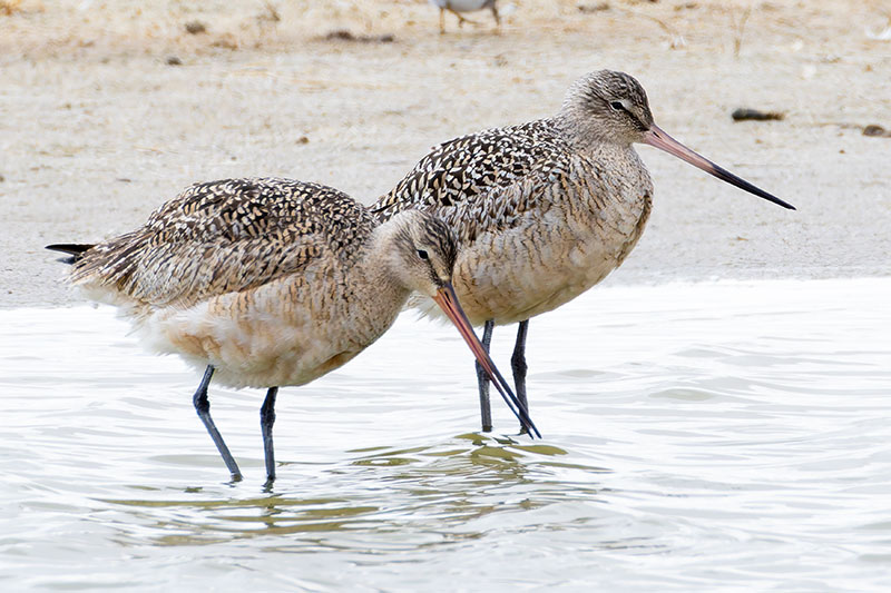Marbled Godwit Limosa fedoa