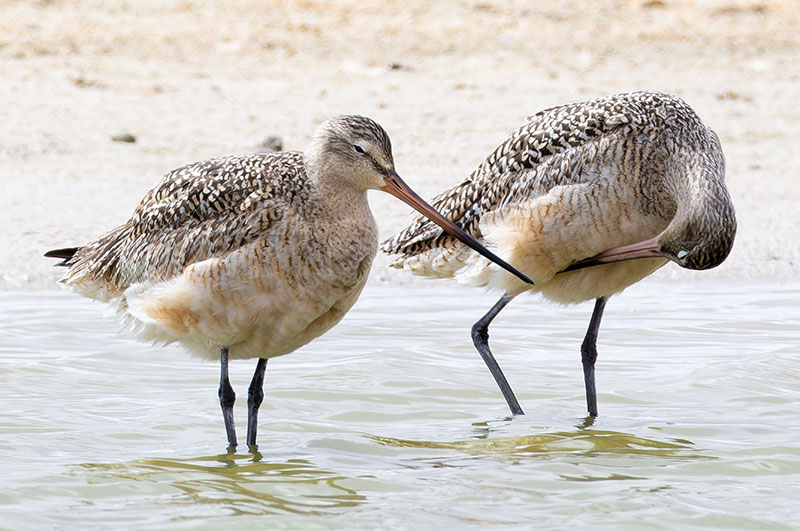 Marbled Godwit Limosa fedoa