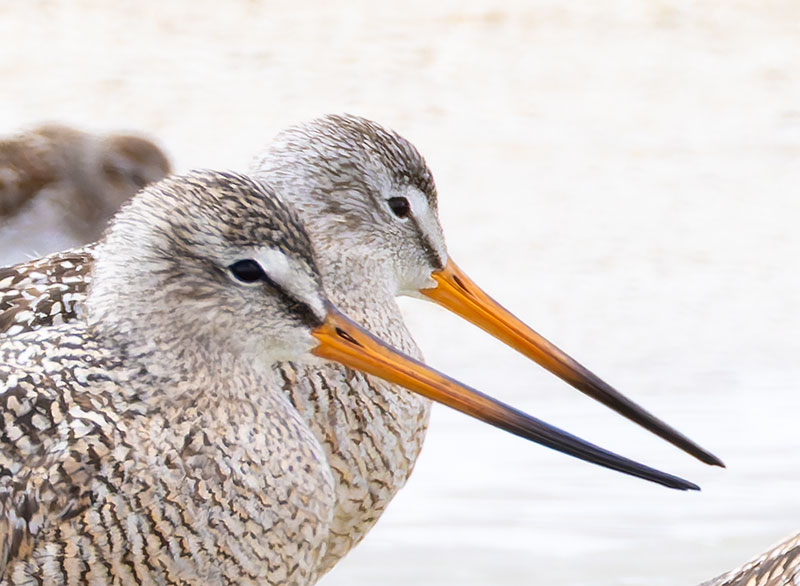 Marbled Godwit Limosa fedoa