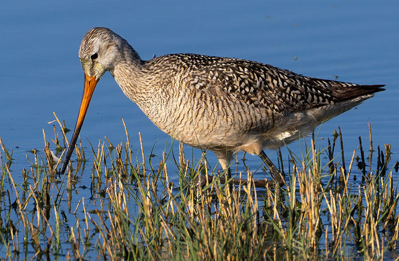 Marbled Godwit Limosa fedoa