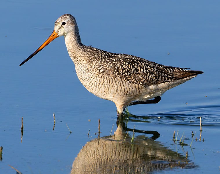 Marbled Godwit Limosa fedoa