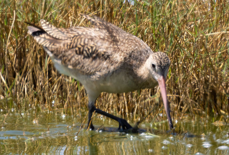 Marbled Godwit Limosa fedoa