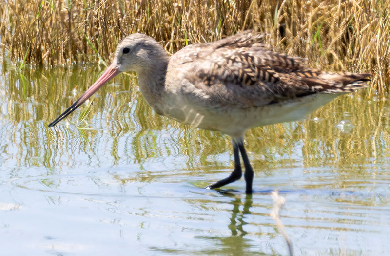 Marbled Godwit Limosa fedoa
