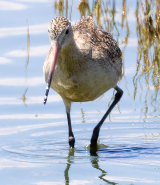 Marbled Godwit Limosa fedoa