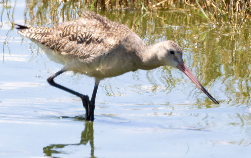 Marbled Godwit Limosa fedoa