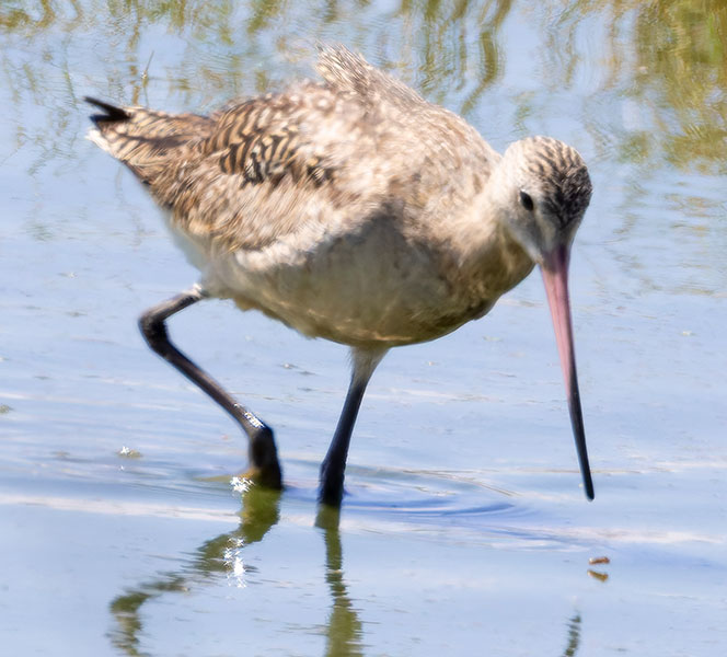 Marbled Godwit Limosa fedoa
