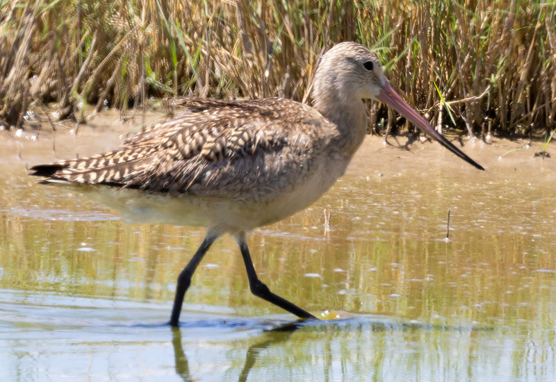 Marbled Godwit Limosa fedoa