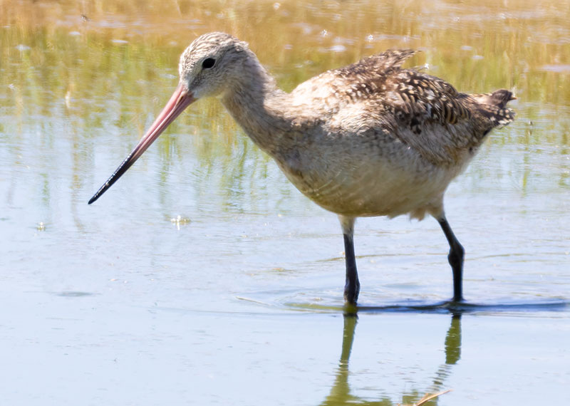 Marbled Godwit Limosa fedoa