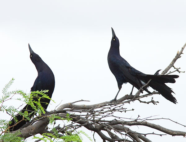 Great-tailed Grackle Quiscalus mexicanus